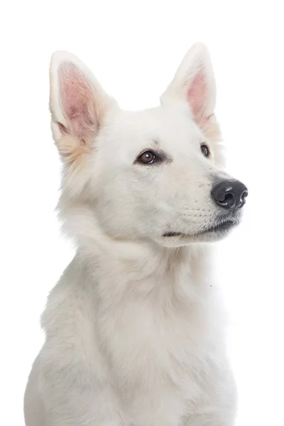 青色の背景に面白いチワワ犬の肖像画 — ストック写真