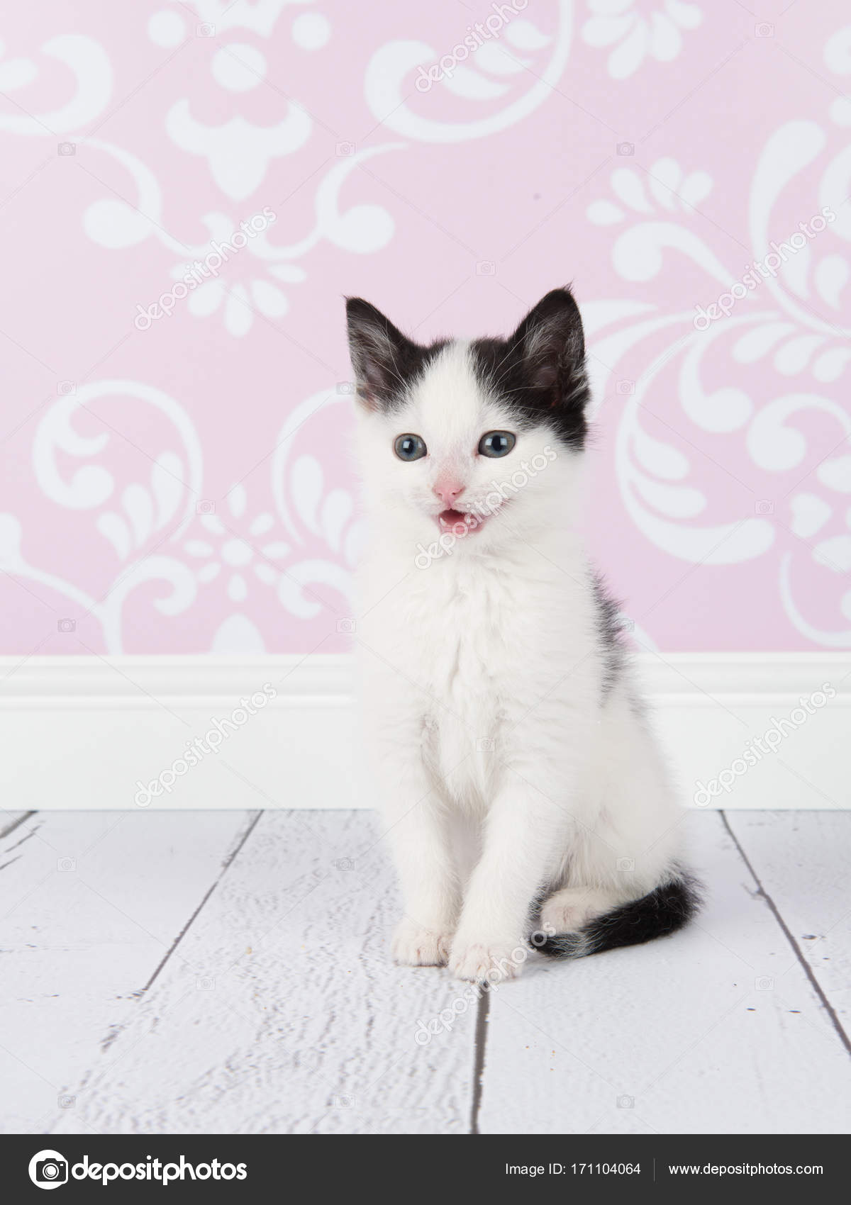 Chaton Bebe Chat Noir Et Blanc Assis Dans Un Studio Rose Et Blanc Salon Image Libre De Droit Par Miraswonderland C