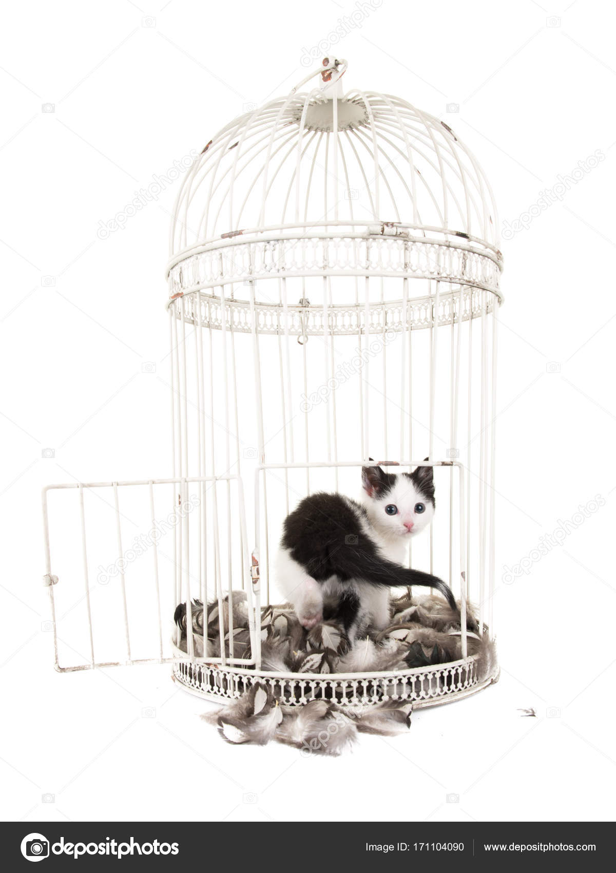 Animal Animal De Compagnie Chat Mignonette Bebe Chat Chaton Corbeille A Dentelle Rose Fond Blanc Felin Image Libre De Droit Par Miraswonderland C