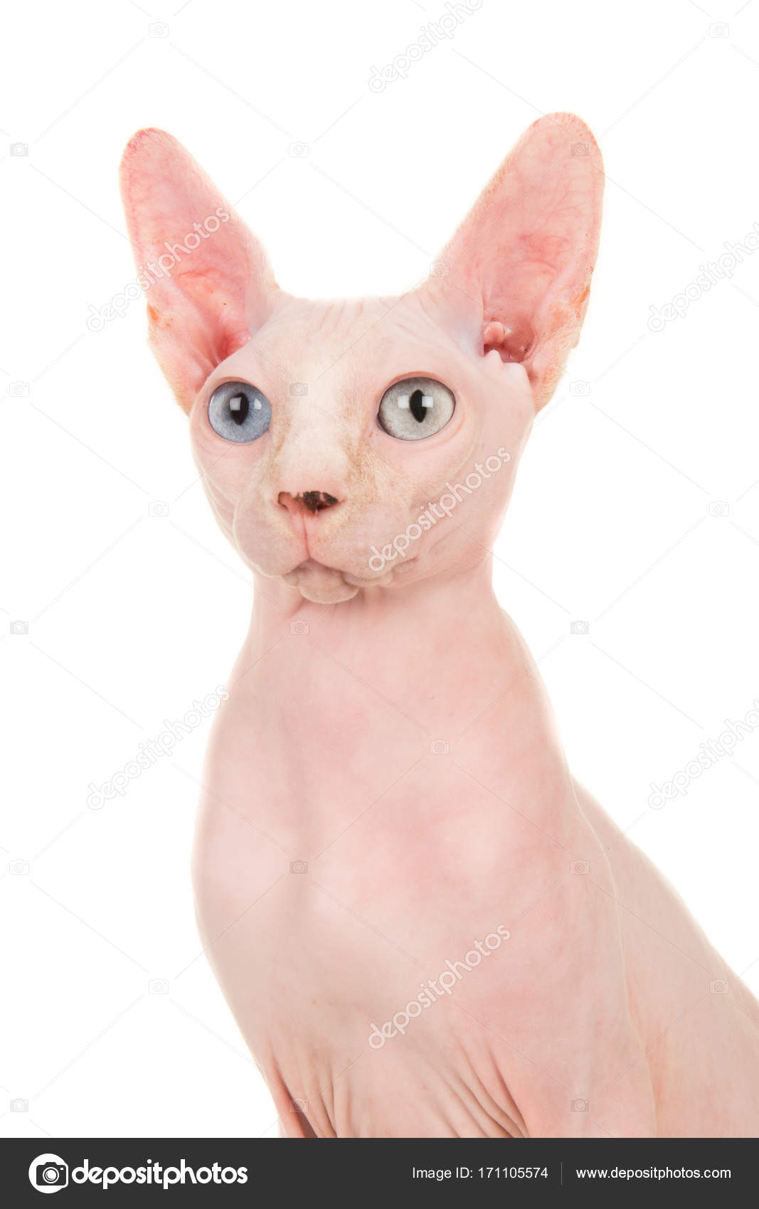 Sphinx odd-eye cat portrait isolated at a white background — Stock