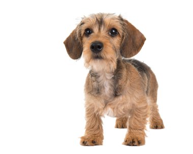 Şirin tel saçlı daksund köpek yavrusu beyaz bir arka plan izole ayakta