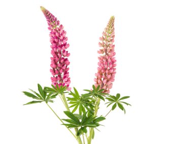 Beyaz bir arka plan izole iki çiçek pembe lupines