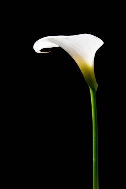 Siyah bir arka plan, beyaz calla lily