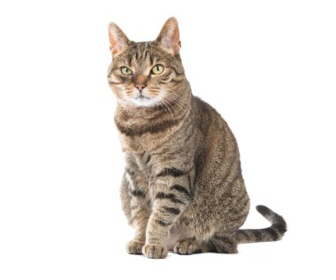 Hayvan, Evcil Hayvan, kedi, şirin, Bebek kedi, yavru kedi, dantel sepeti, pembe, beyaz arka plan, kedi, 