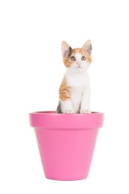 Sevimli genç bağa kedi ayakta beyaz bir arka plan, pembe bir saksı