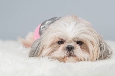 Gri bir arka plan yalancılık aşağı tembel shih-tzu köpek
