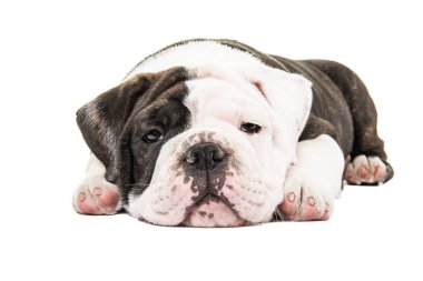 Beyaz bir adam izole yatarken şirin tembel bulldog köpek yavrusu
