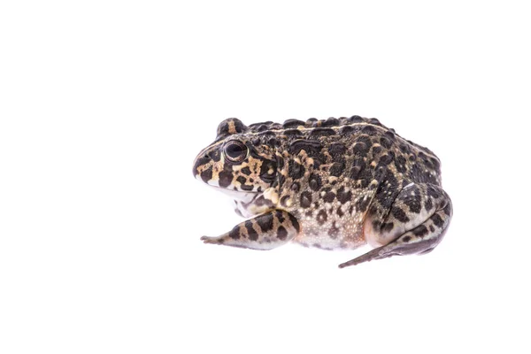 Μπουλντόγκ βάτραχος από την πλευρά που απομονώνονται σε λευκό φόντο — Φωτογραφία Αρχείου