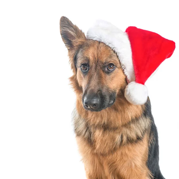Pastore tedesco cane triste guardando con cappello di Babbo Natale isolato su uno sfondo bianco — Foto Stock