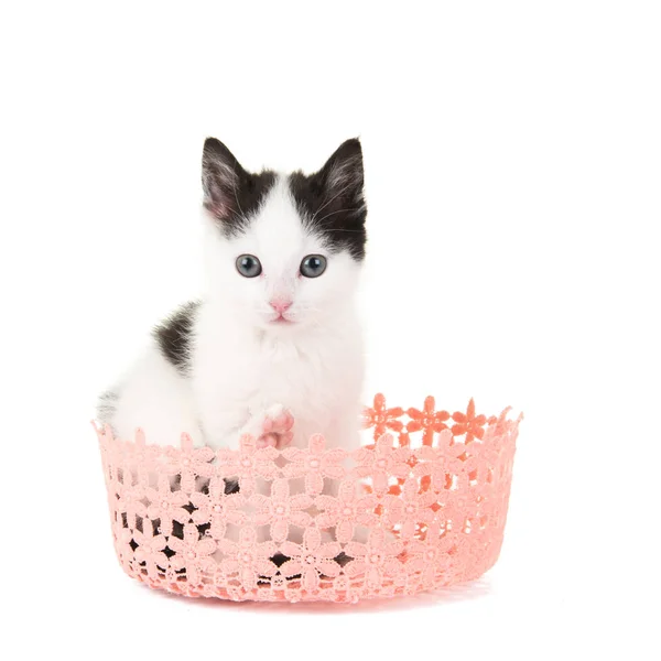 Tabby Bebe Chat En Pot De Fleurs Photographie Miraswonderland C Tabby Bebe Chat En Pot De Fleurs Photographie Miraswonderland C