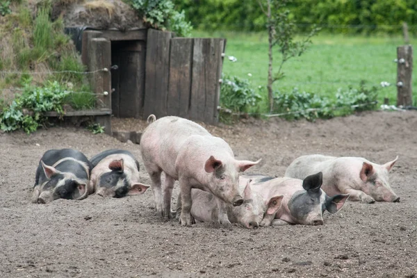 Etrafta dolaşan ücretsiz aralığı domuzlar