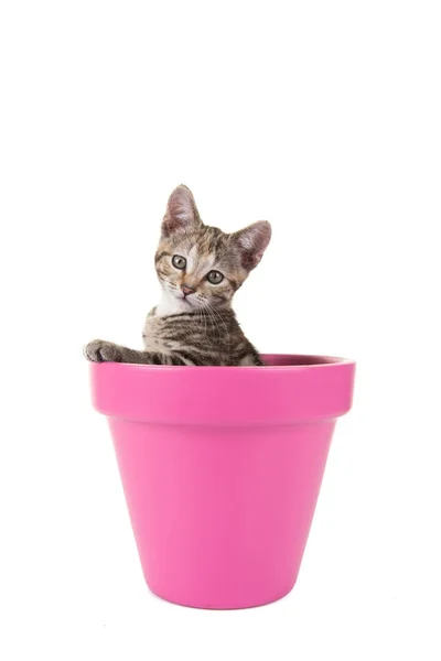 Carino gattino gatto tabby in un vaso di fiori rosa isolato su uno sfondo bianco guardando la fotocamera — Foto Stock