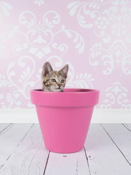 Gatinho jovem gato tabby em um vaso de flores rosa em um cenário de sala de estar — Fotografia de Stock