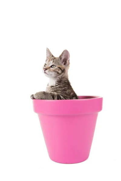 Carino gattino gatto tabby in un vaso di fiori rosa isolato su uno sfondo bianco — Foto Stock