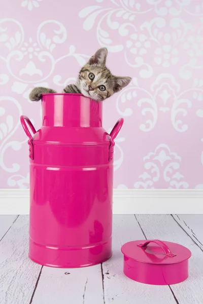 Giovane gattino gatto tabby in una lattina di latte rosa in un ambiente soggiorno con carta da parati barocco rosa — Foto Stock