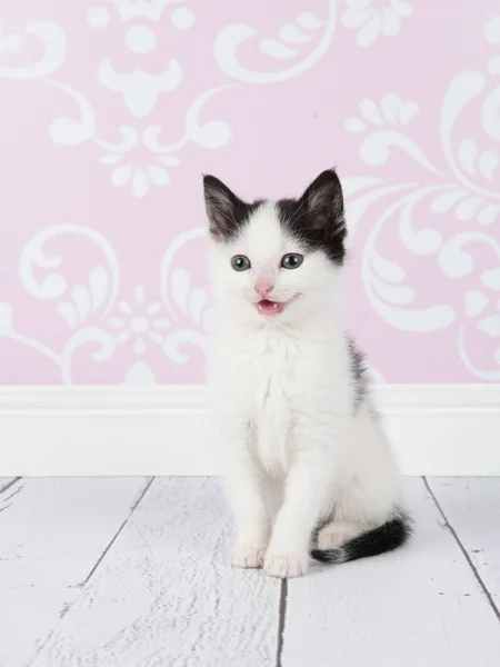 Ładniutka, siedzi baby czarno-biały kot kitten siedzi w salon studio różowy i biały — Zdjęcie stockowe