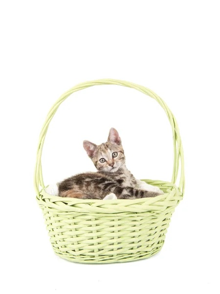 Giovane gatto gattino tabby sdraiato in un cesto verde lime — Foto Stock