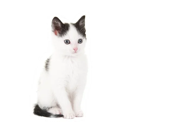 Zvířat, pet, kočka, roztomilý, baby kočka, kotě, krajkový koš, růžové, bílé pozadí, kočičí, — Stock fotografie
