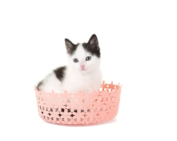 Animal, pet, cat, cute, baby cat, kitten, lace basket, pink, white background, feline, — Stock Photo, Image