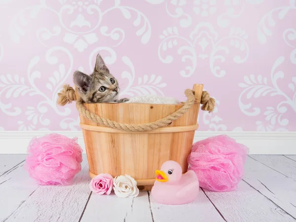 Ζώο, κατοικίδιο ζώο, γάτα, Χαριτωμένος, μωρό γάτα, γατάκι, καλάθι με δαντέλα, ροζ, άσπρο φόντο, αιλουροειδών, — Φωτογραφία Αρχείου