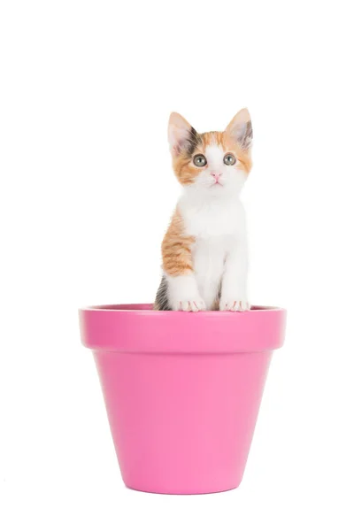 Bonito jovem gato tartaruga de pé em um vaso de flores rosa em um fundo branco — Fotografia de Stock