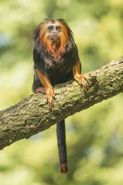 Scimmia di tamarino leone dalla testa dorata seduta su una panchina con sfondo verde — Foto Stock