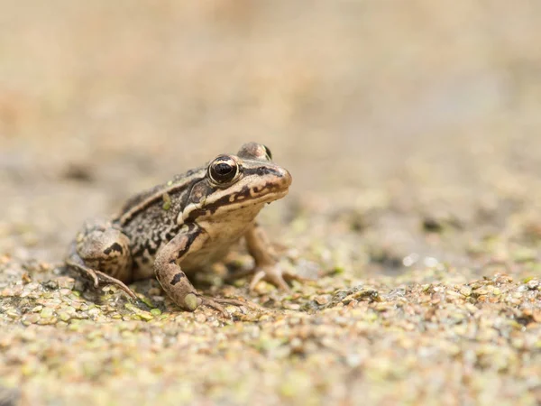 Mały brązowy żaba w stawie wyschły — Zdjęcie stockowe