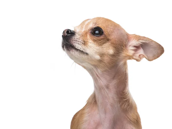 Porträt eines niedlichen kleinen Chihuahua, der isoliert auf weißem Hintergrund aufblickt — Stockfoto
