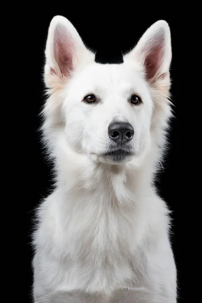 Retrato de um bonito pastor branco suíço em um fundo preto — Fotografia de Stock