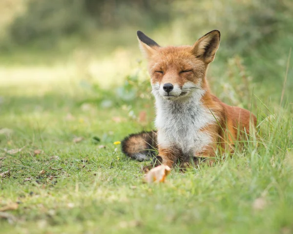 Tembel fox çimenlerde rahatlatıcı — Stok fotoğraf