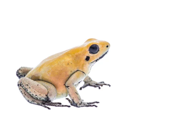 Yellow dart poison frog isolated at a white background — Stock Photo, Image
