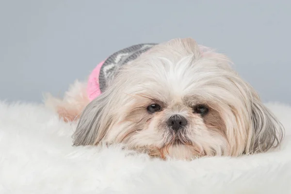 Preguiçoso shih-tzu cão deitado em um fundo cinza — Fotografia de Stock