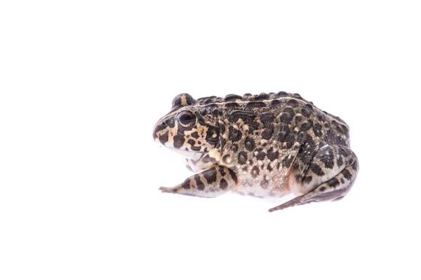 Bulldog frog isolated on a white background — Stock Photo, Image