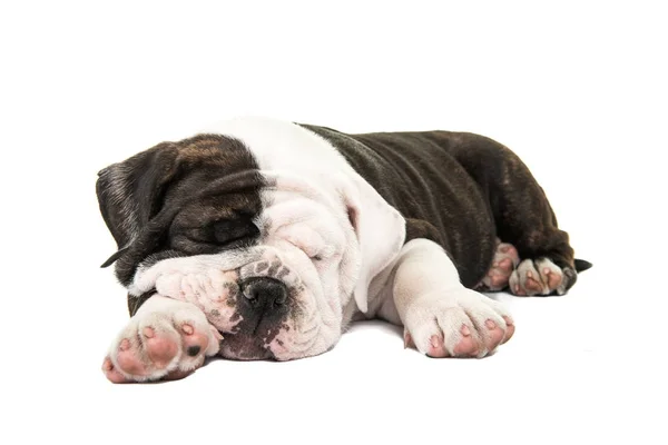 Bonito cachorro buldogue Inglês dormindo isolado em um fundo branco — Fotografia de Stock