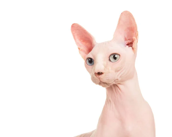 Портрет странного глаза довольно сфинкс кошки на белом фоне — стоковое фото