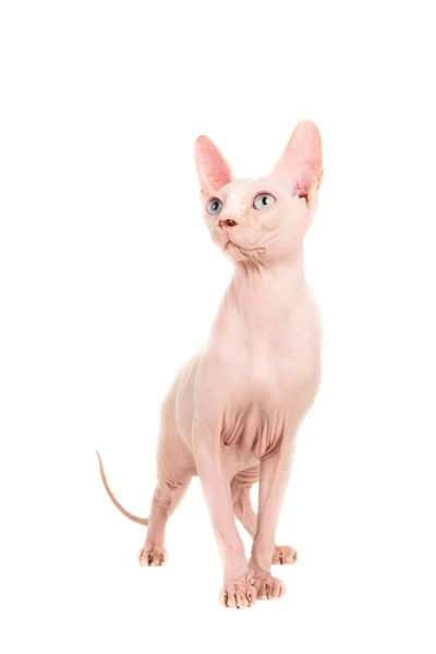 Витончений сфінкс кіт стоїть і дивиться вгору на ізольований фон — стокове фото