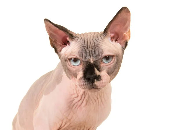 Portrait of a grumpy looking sphinx cat with blue eyes — Stock Photo, Image