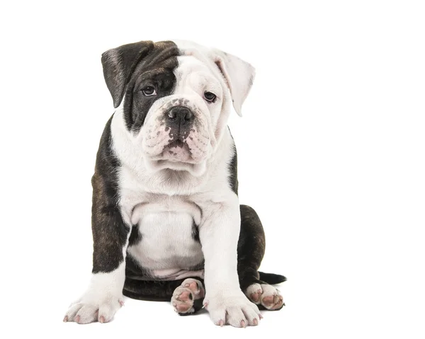 Lindo sentado pacífico bulldog cachorro sentado mirando a la cámara —  Fotos de Stock