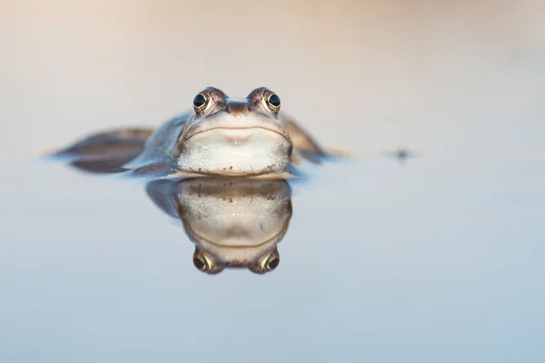 Bonita rana macho páramo azul yaciendo en el agua con su reflejo en el agua —  Fotos de Stock