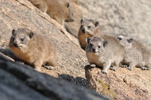 Gruppo di cani della prateria sugli scogli — Foto Stock