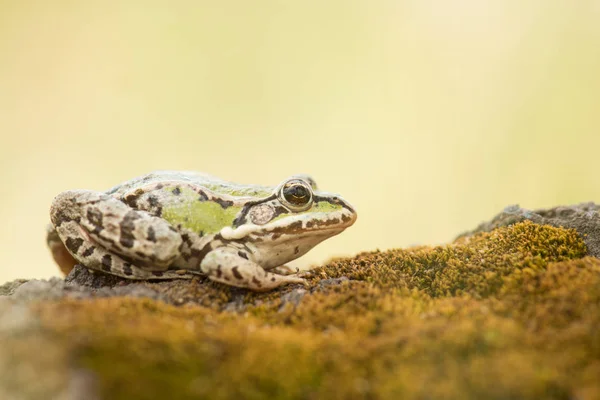 Zielona żaba odpoczynku na mchu w miękkie żółte tło — Zdjęcie stockowe