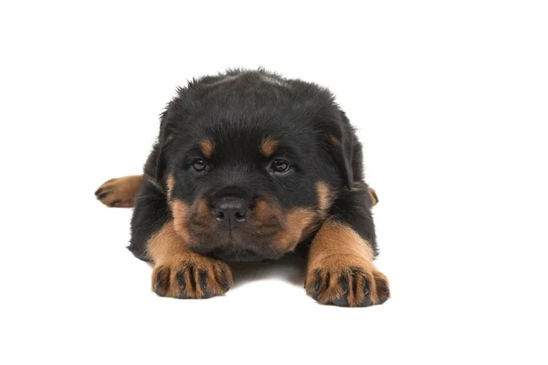 Rottweiler puppy lying down seen from the front — Stock Photo, Image