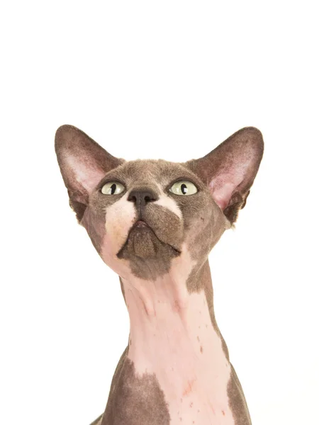 Портрет кота Сфінкса, який дивиться вгору ізольовано на білому тлі — стокове фото