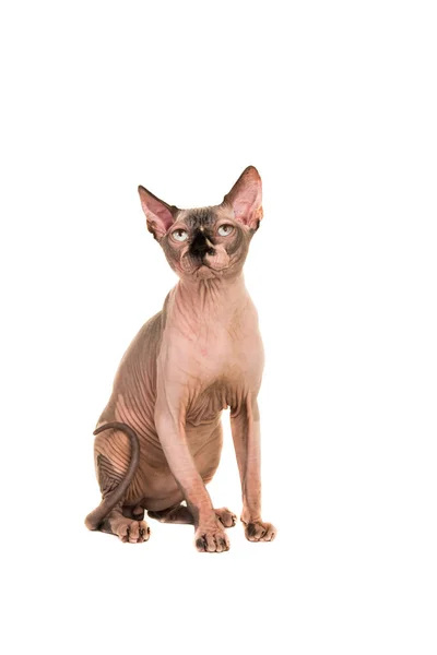 Sitter ganska sphinx naken katt med blå ögon tittar upp isolerade på en vit bakgrund — Stockfoto