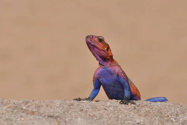 Çok kırmızı ve mavi erkek gökkuşağı kertenkele agama Tanzanya — Stok fotoğraf