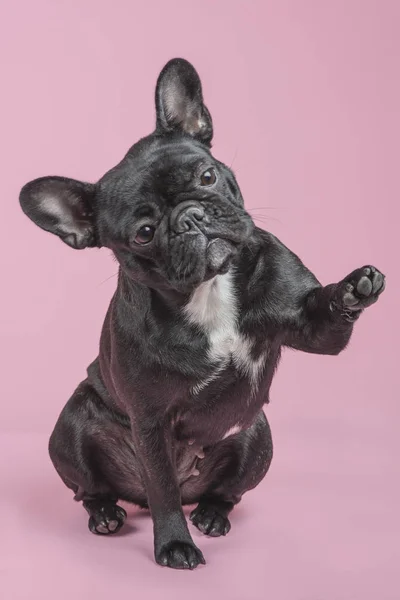Leuke Franse bulldog opheffing van haar poot geven hoge vijf op een roze achtergrond — Stockfoto