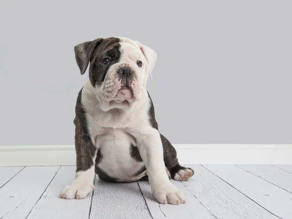 Lindo bulldog inglés cachorro en gris sala de estar — Foto de Stock