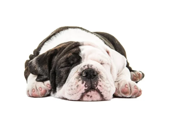 Lindo bulldog inglés dormido aislado sobre un fondo blanco — Foto de Stock