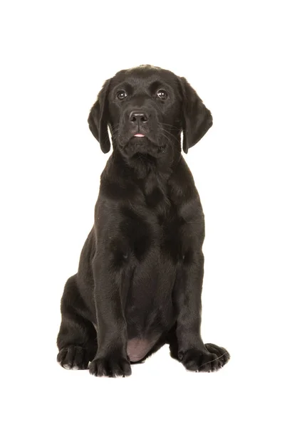 Sevimli siyah labrador köpek yavrusu beyaz bir arka plan üzerinde izole kamera karşı karşıya oturan — Stok fotoğraf