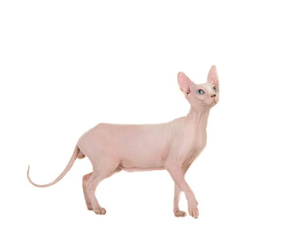 Милосердный ходячий голый кот Сфинкс смотрит вверх — стоковое фото